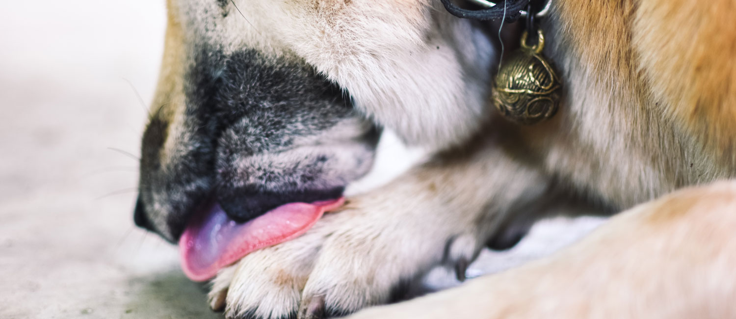 Il mio cane si lecca di continuo, è normale? - Zylkene