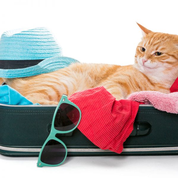 Portare Il Gatto In Vacanza Dovremmo portare il gatto in vacanza con noi? - Zylkene