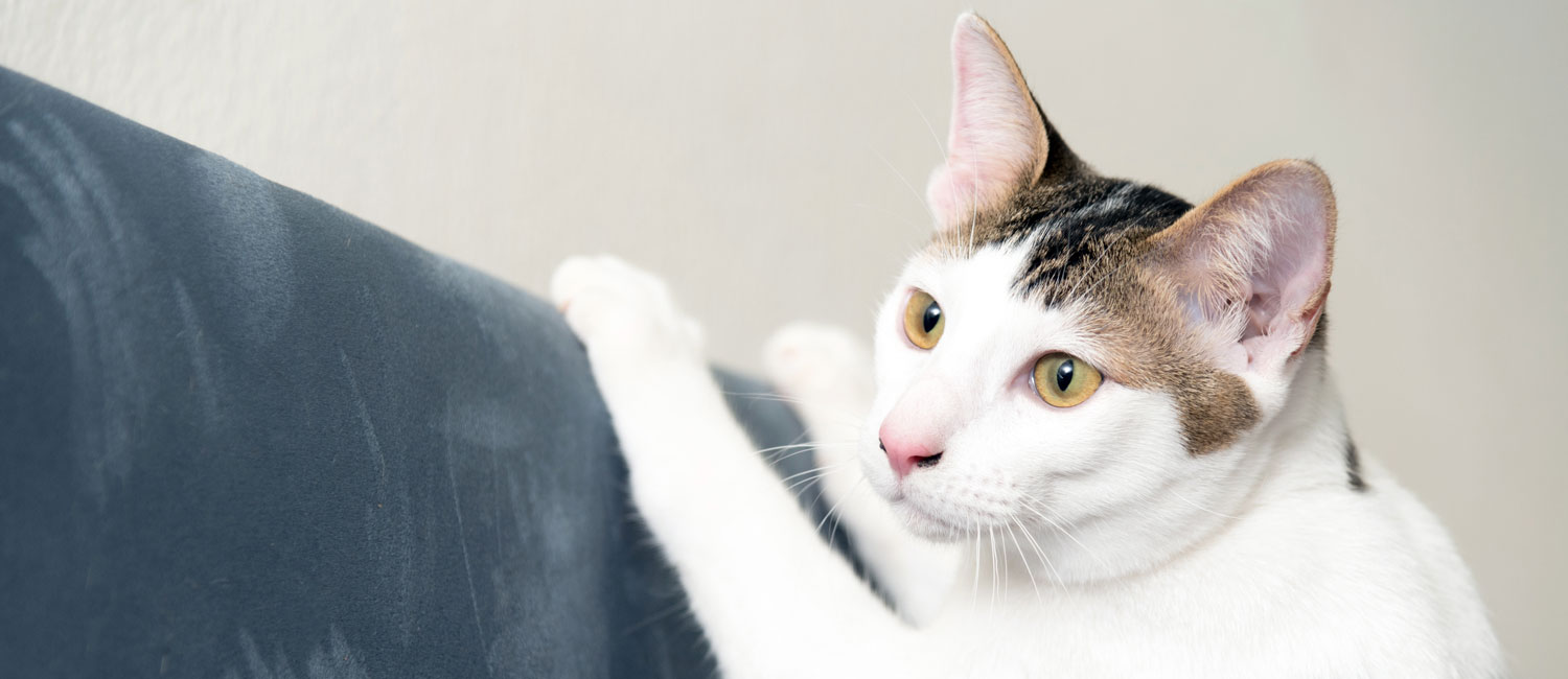 Il gatto si fa le unghie. Cosa fare? - Zylkene